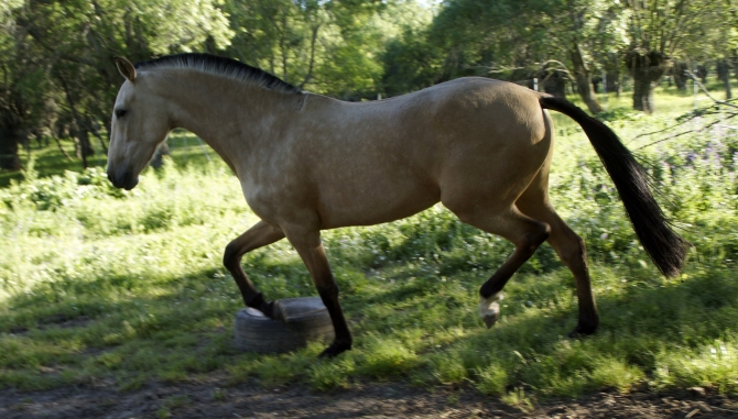  - Vikinga Sales & Breeding