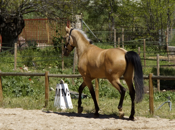  - Vikinga Sales & Breeding