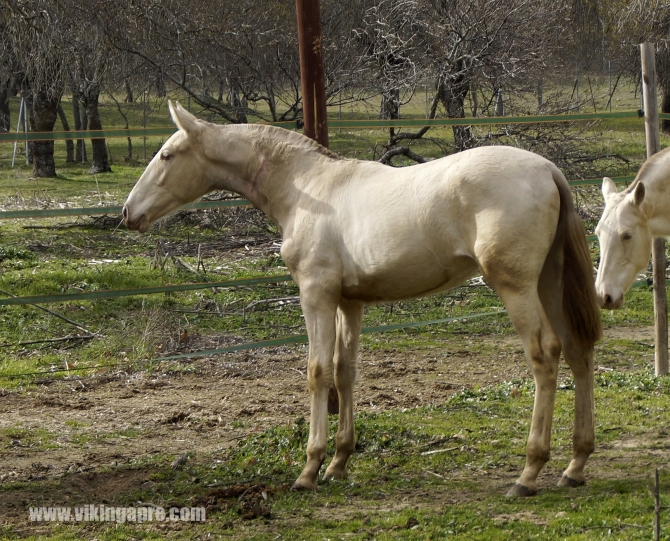  - Vikinga Sales & Breeding