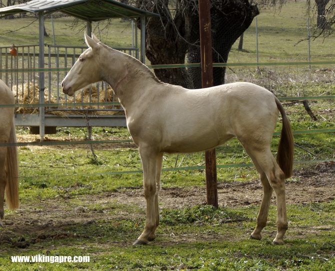  - Vikinga Sales & Breeding