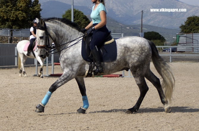  - Vikinga Sales & Breeding