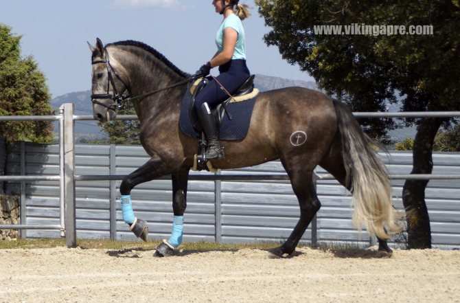  - Vikinga Sales & Breeding