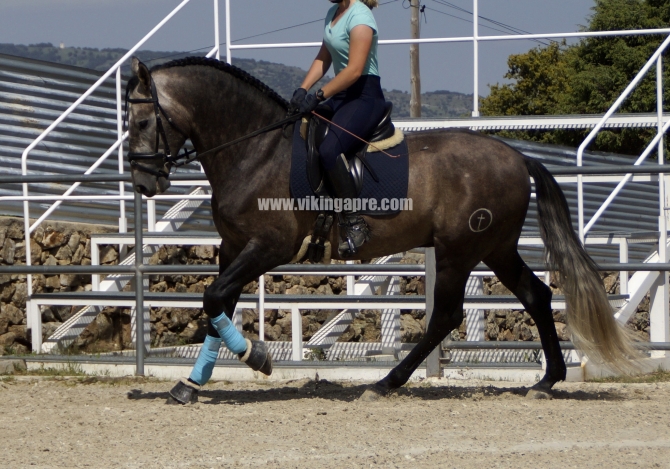  - Vikinga Sales & Breeding