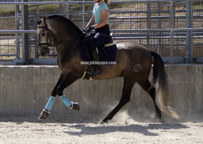  - Vikinga Sales & Breeding