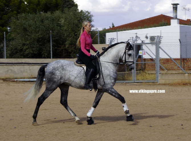  - Vikinga Sales & Breeding