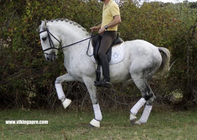  - Vikinga Sales & Breeding