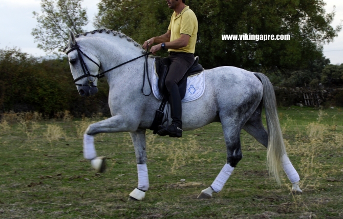  - Vikinga Sales & Breeding