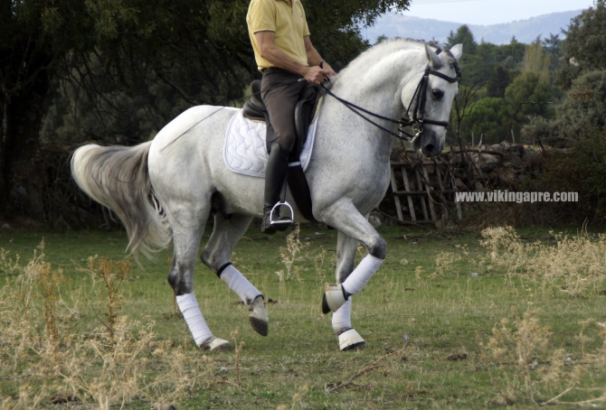  - Vikinga Sales & Breeding