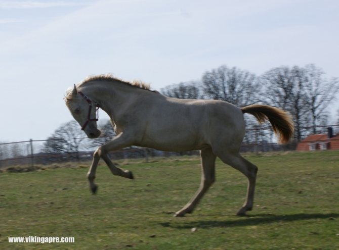  - Vikinga Sales & Breeding