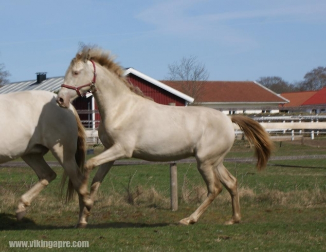  - Vikinga Sales & Breeding