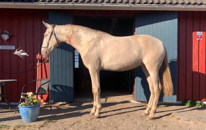 Vikinga bred stallions, mares and foals available/sold - Vikinga Sales & Breeding