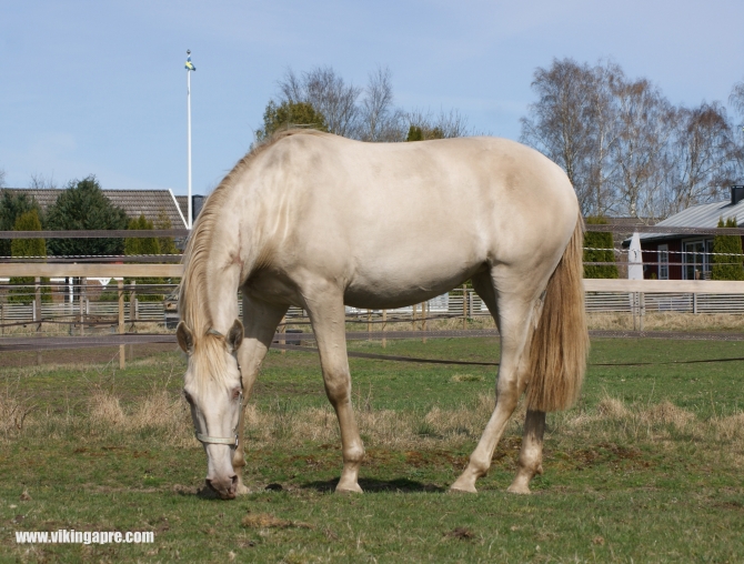  - Vikinga Sales & Breeding