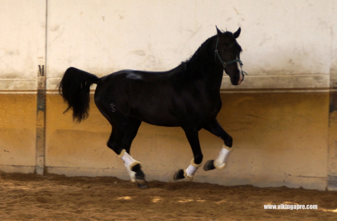  - Vikinga Sales & Breeding