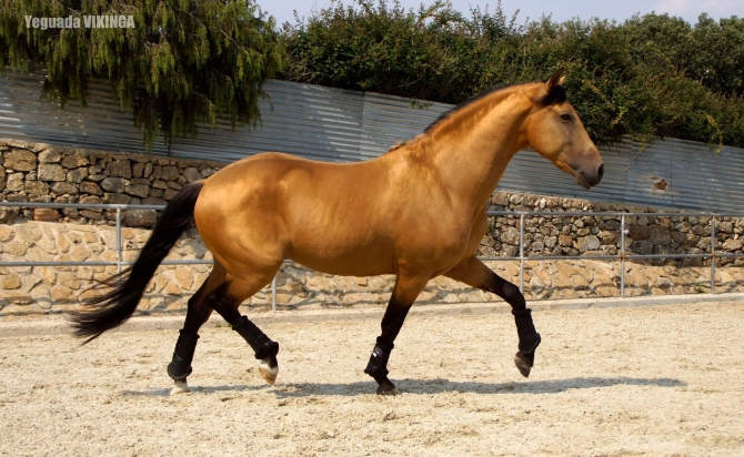  - Vikinga Sales & Breeding