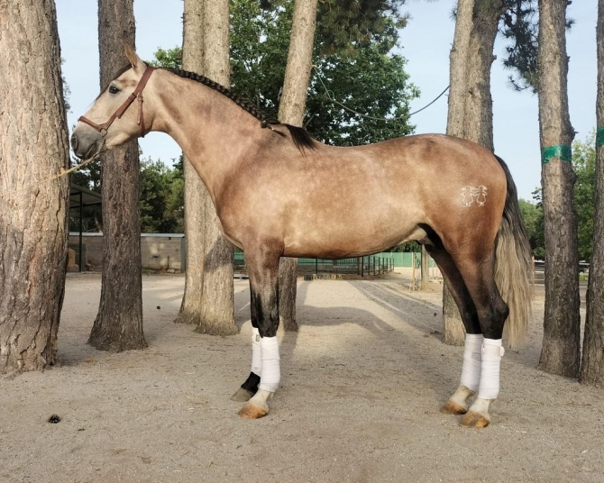  - Vikinga Sales & Breeding