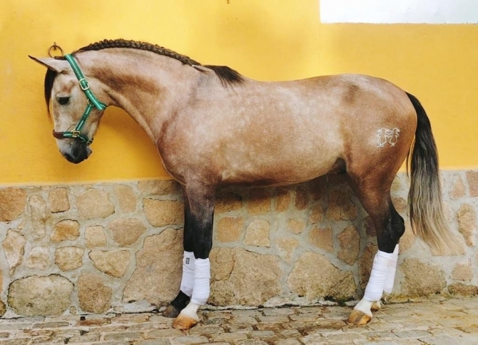  - Vikinga Sales & Breeding