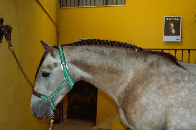  - Vikinga Sales & Breeding