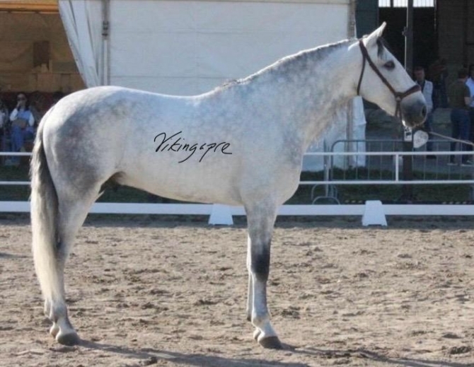  - Vikinga Sales & Breeding