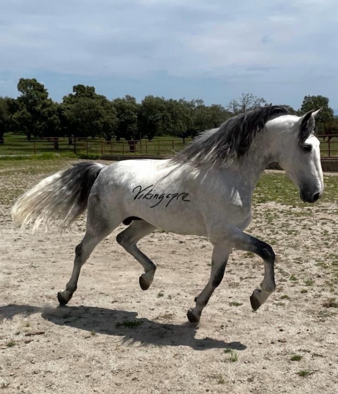  - Vikinga Sales & Breeding