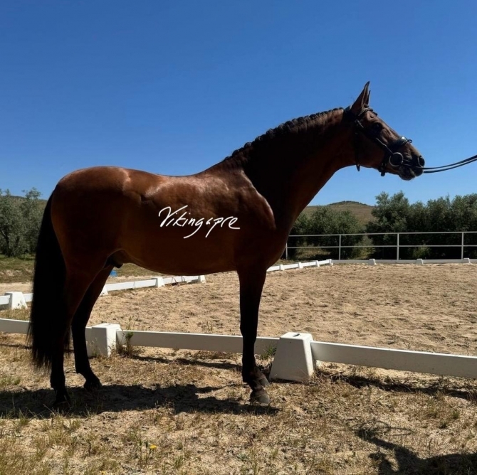 Horses for sale services - Vikinga Sales & Breeding