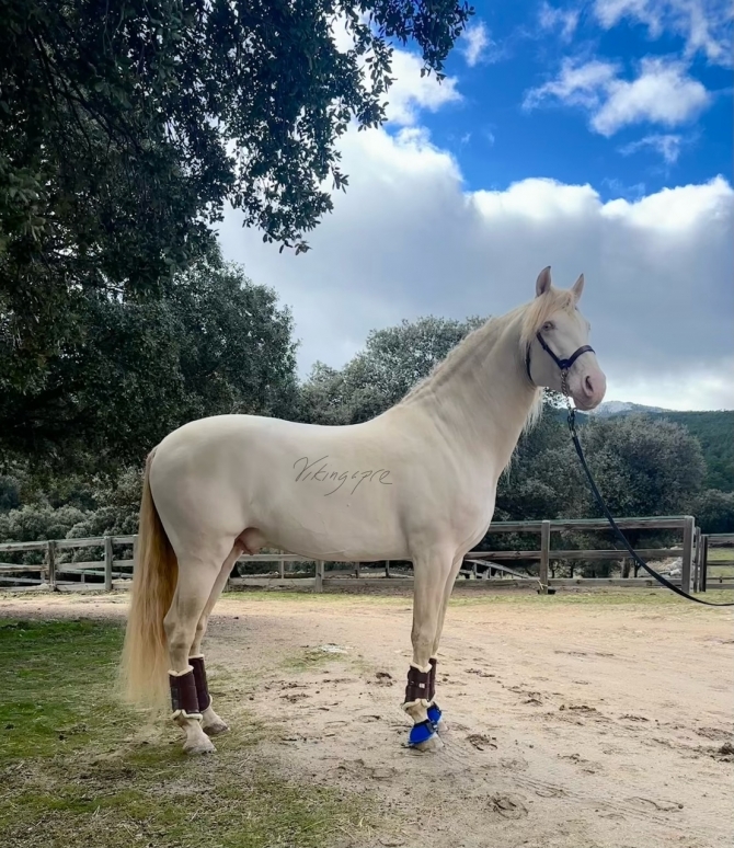  - Vikinga Sales & Breeding