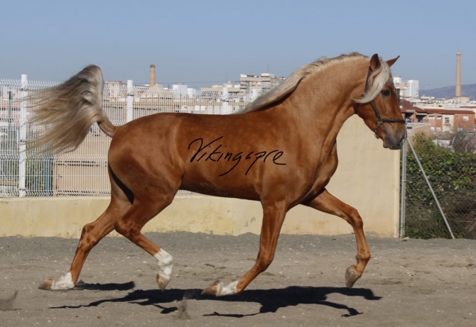  - Vikinga Sales & Breeding