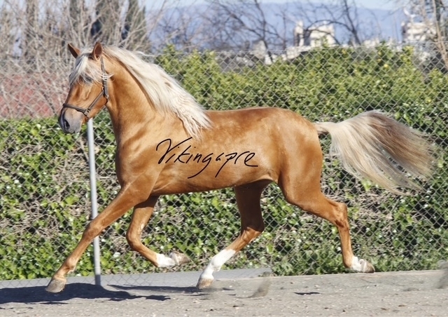 - Vikinga Sales & Breeding